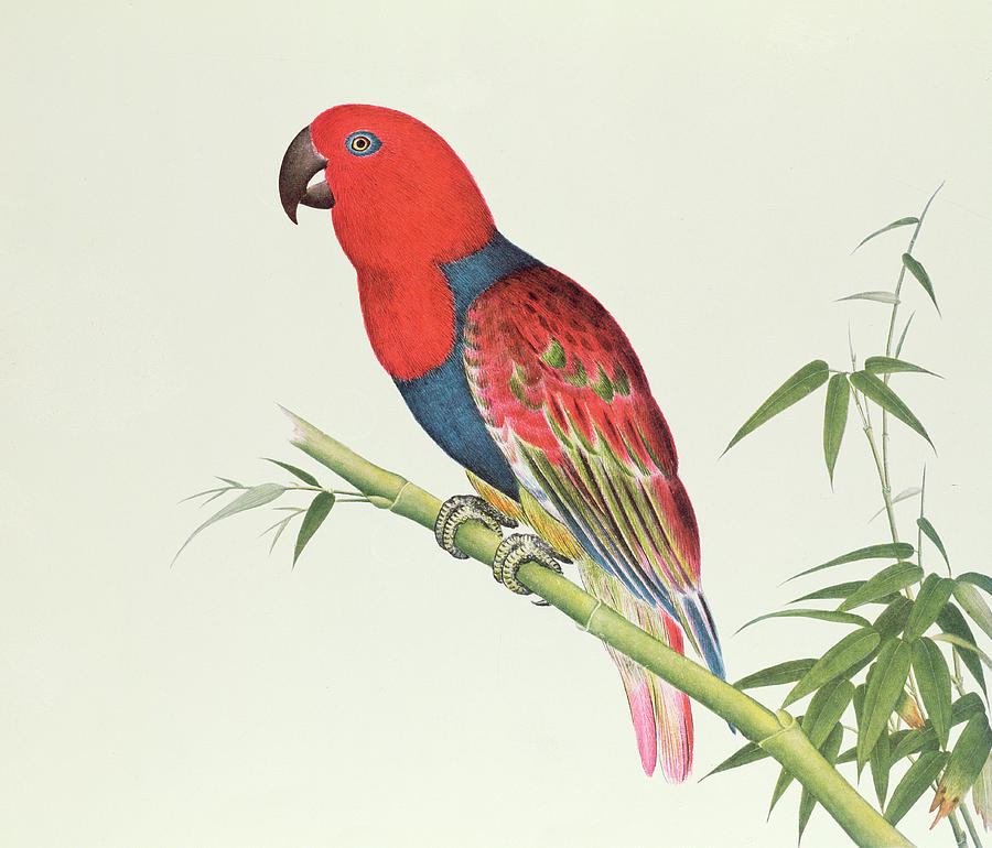 Electus Parrot on a Bamboo Shoot Painting by Chinese School