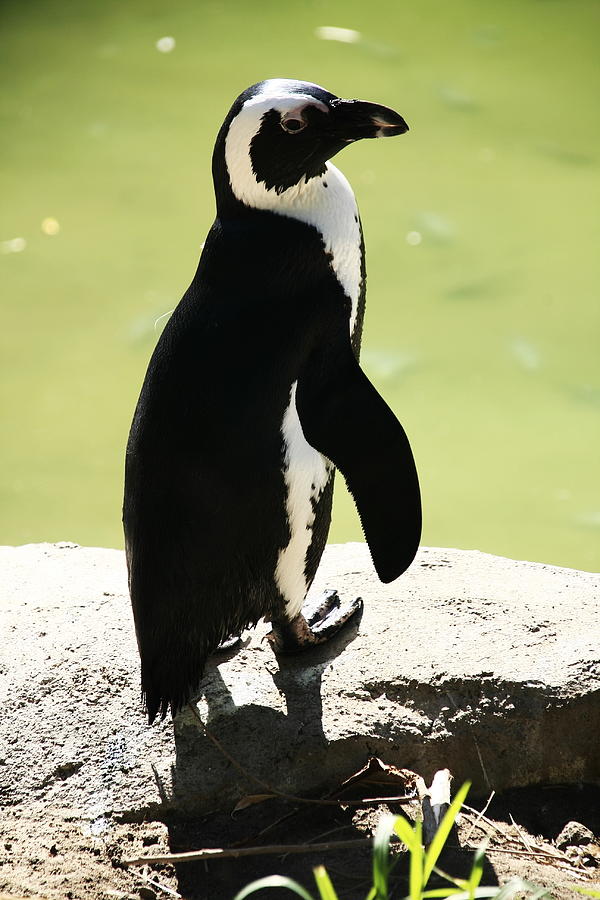 Penguin Photograph - Elegance  by Aidan Moran