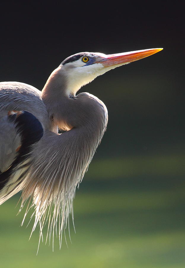 Elegance And Poise Photograph by Bruce J Robinson