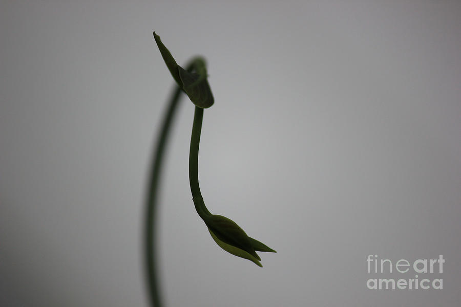Flowers Still Life Photograph - Elegance by Four Hands Art