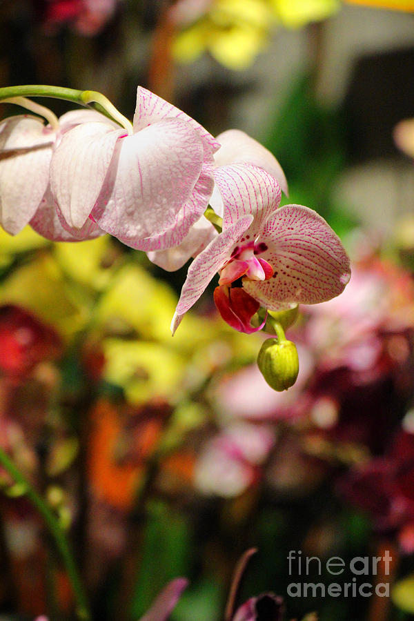Orchid Photograph - Elegance At The Market by Rory Siegel