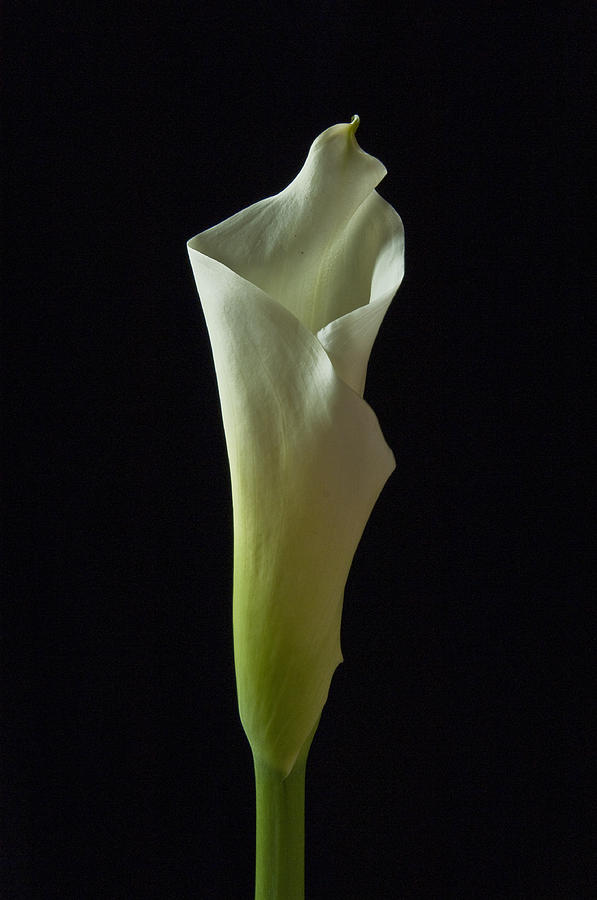Elegance Calla Lily Photograph by Ron White