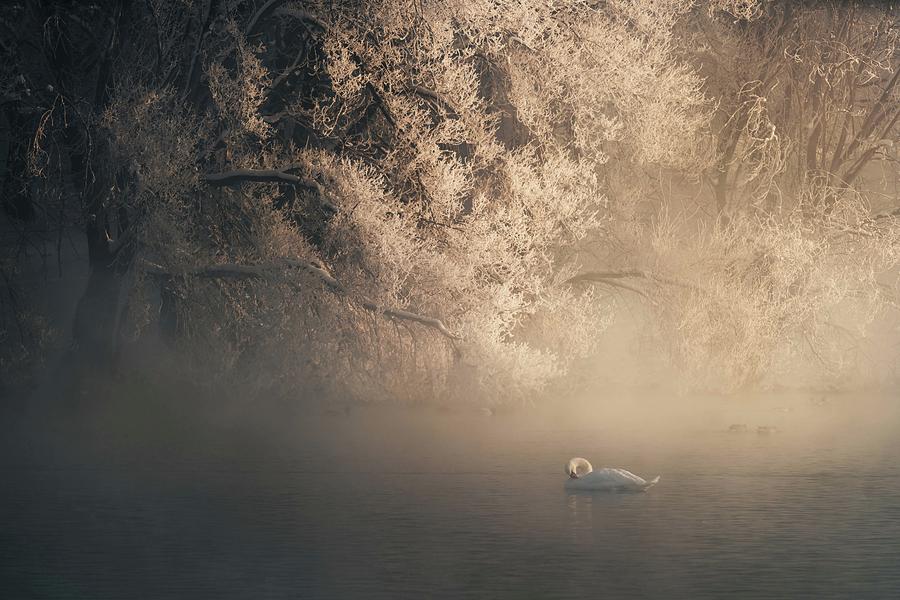 Swan Photograph - Elegance by Charlesbi