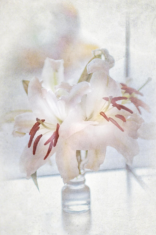 Lily Photograph - Elegance De Elegance by Jenny Rainbow