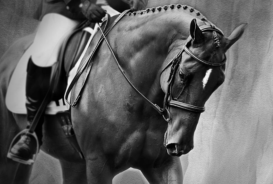 Horse Photograph - Elegance - Dressage Horse by Michelle Wrighton