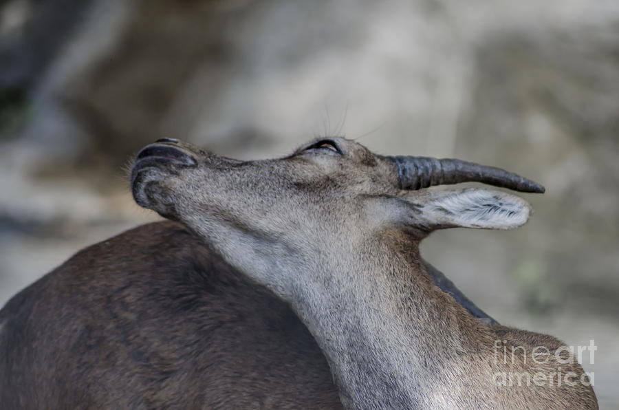 Elegance Of The Ibex Photograph by Michelle Meenawong