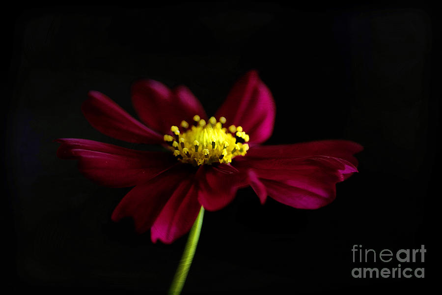 Summer Photograph - Elegance of a Cosmo by Darren Fisher