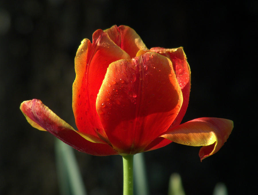 Flower Photograph - Elegance of Spring by Karen Wiles