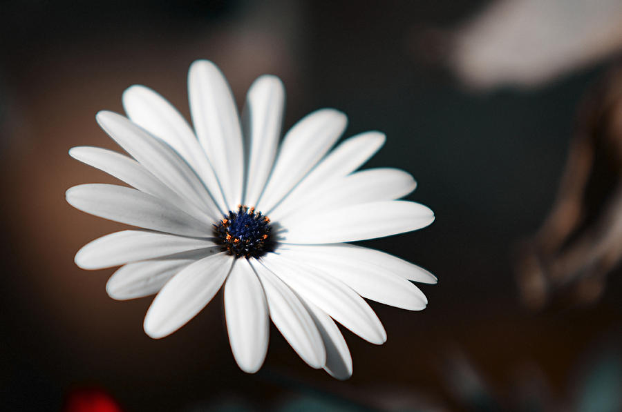 Elegance of White Daisy Photograph by Jenny Rainbow