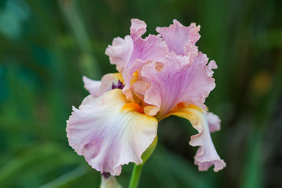 Iris Photograph - Elegance by Randy Wood