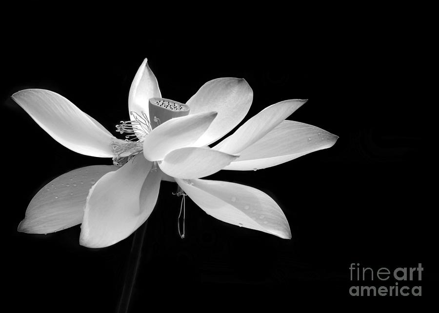 Black And White Photograph - Elegance  by Sabrina L Ryan