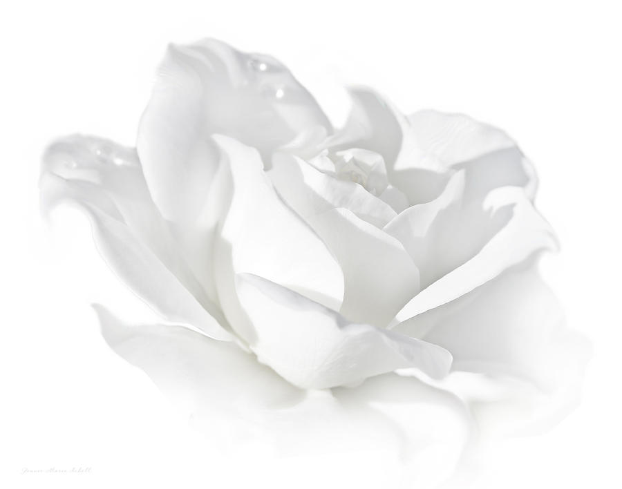 Nature Photograph - Elegance White Rose Flower by Jennie Marie Schell