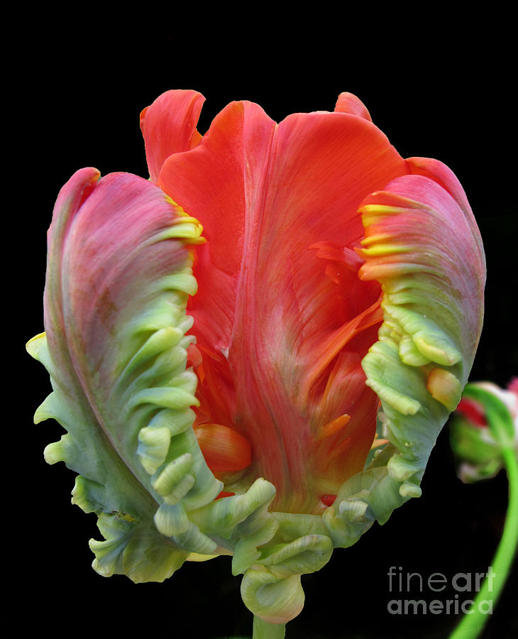 Tulip Photograph - Elegant by Arlene Carmel