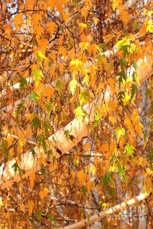 Elegant Autumn Branches Photograph by Carol Groenen