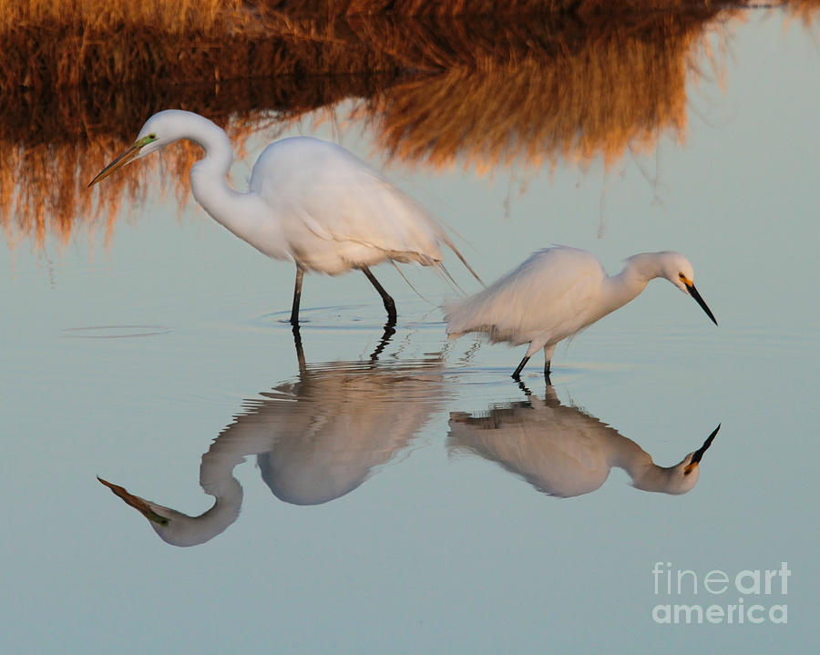Elegant Big and Small great white and snowy egrets Photograph by Roger Becker