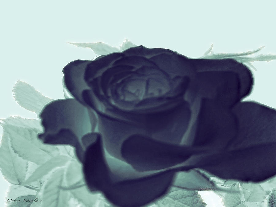 Elegant Black Rose Photograph by Debra     Vatalaro