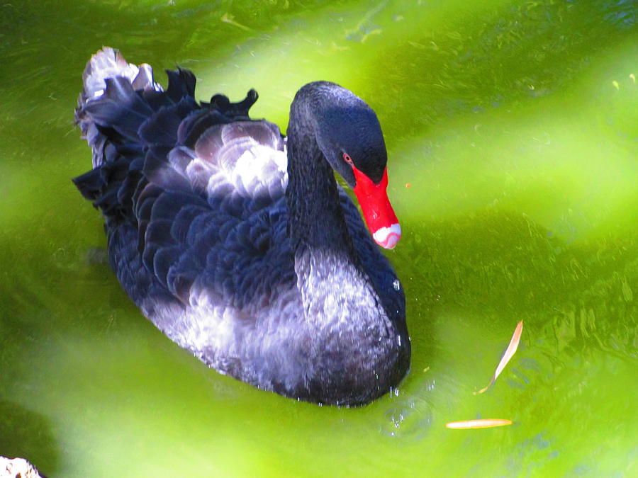 Elegant Black Swan Photograph