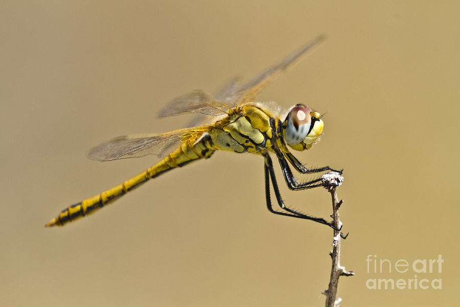 Elegant Dragonfly Photograph by Heiko Koehrer-Wagner