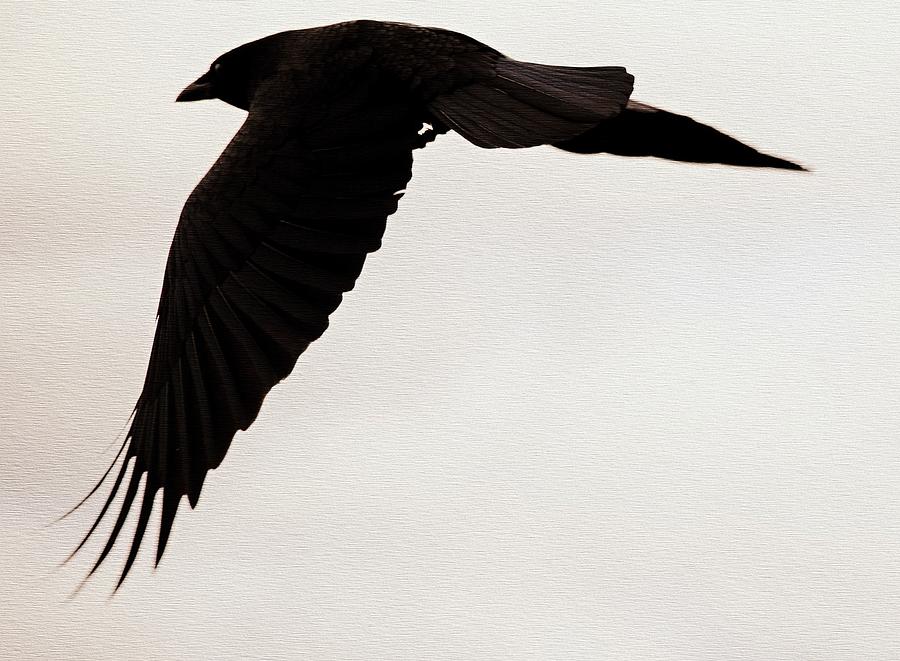 The Raven Elegant flight  Photograph by Marysue Ryan
