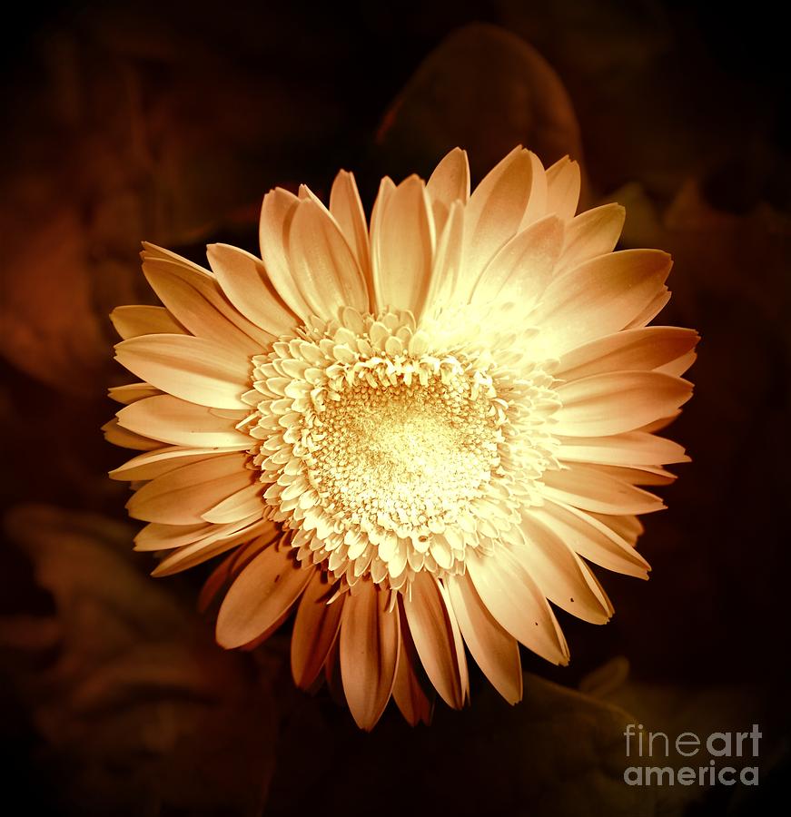 Spring Photograph - Elegant Flower by Denise Tomasura