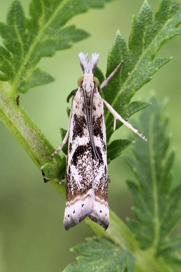 Elegant Grass-veneer Moth Photograph by Doris Potter