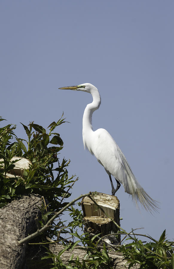 Elegant Great Egret Photograph by Thomas Young