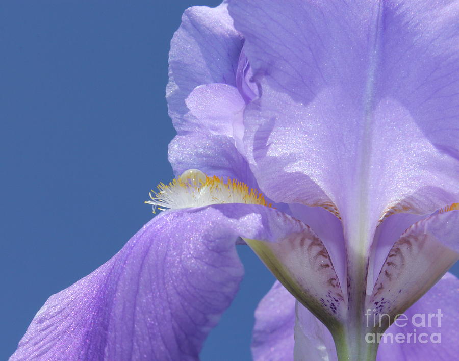 Iris Photograph - Elegant Iris by Krissy Katsimbras