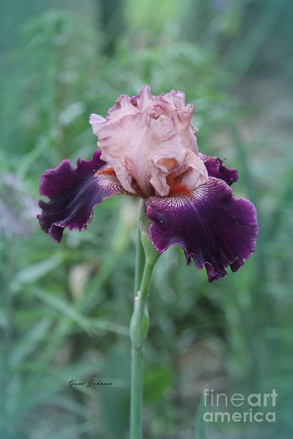 Elegant Iris Photograph by Yumi Johnson