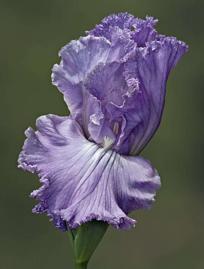 Elegant Lady Iris Photograph by Susan Candelario