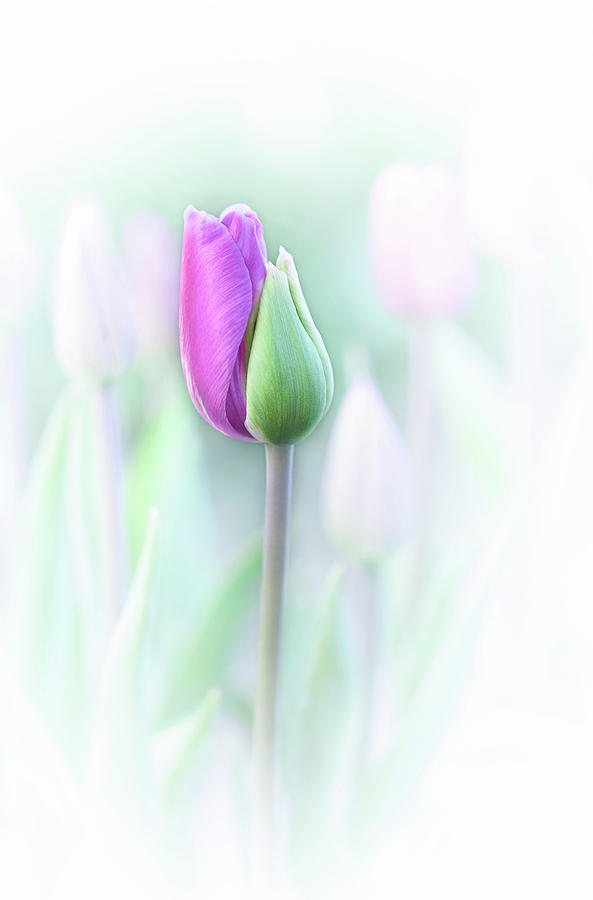 Tulip Photograph - Elegant by Lydia Jacobs