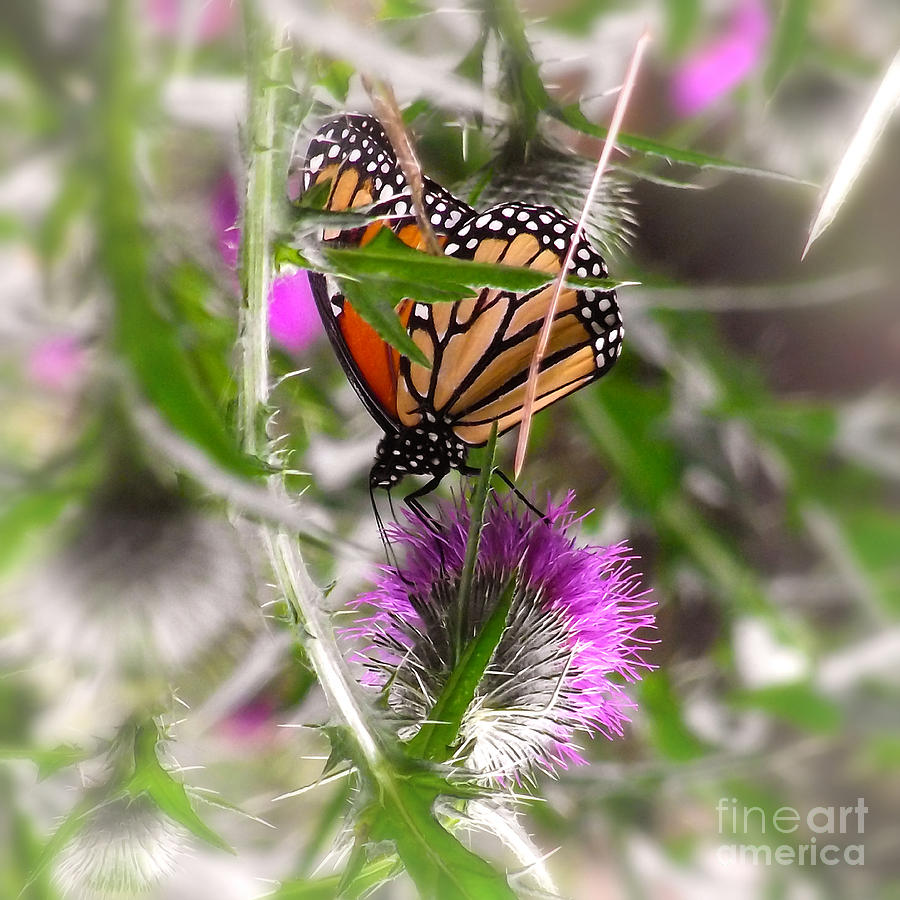 Elegant Monarch Butterfly On Pink Flower Photograph by Jerry Cowart