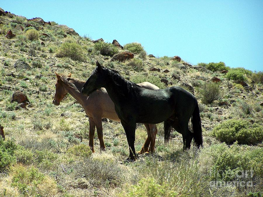 Black Stallion Photograph - Elegant Mustang Couple by Craig Downer