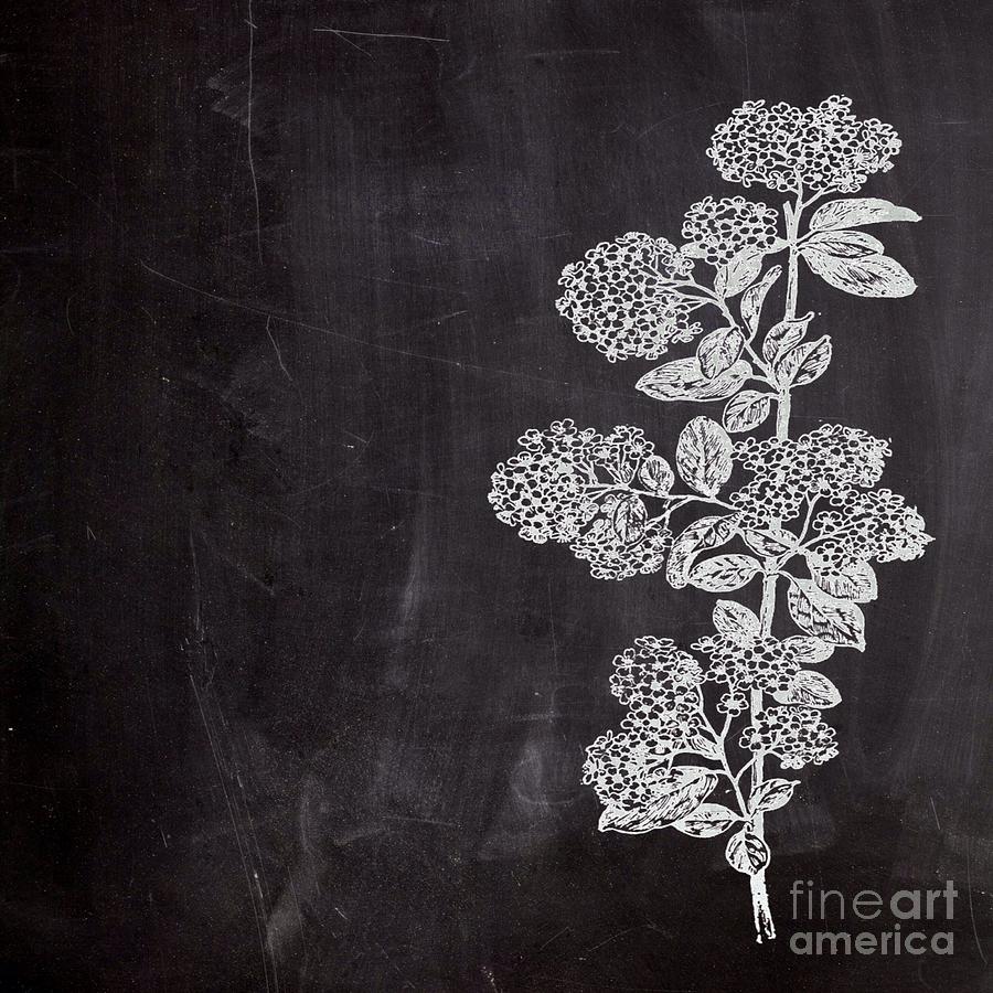 elegant nature plants flowers chalkboard art cranberry sky