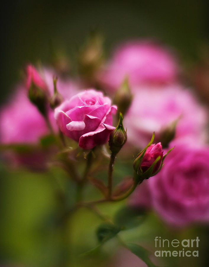 Rose Photograph - Elegant Pink by Mike Reid