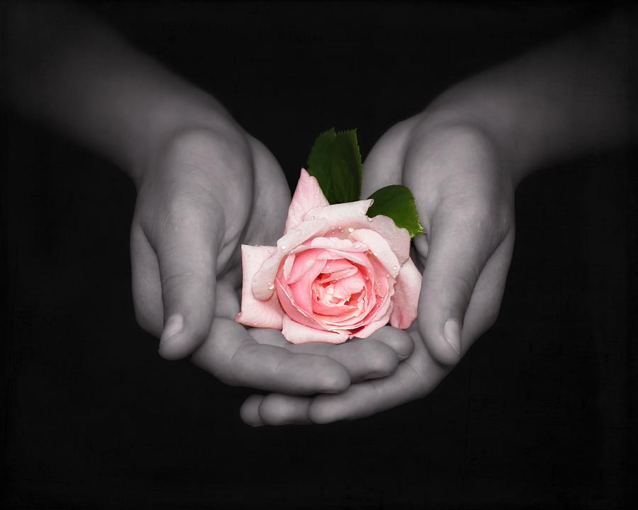 Elegant Pink Rose in Hands Photograph by Tracie Schiebel
