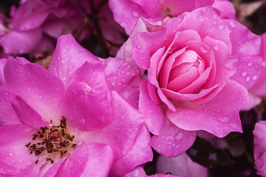 Nature Photograph - Elegant Pink Roses by Vishwanath Bhat