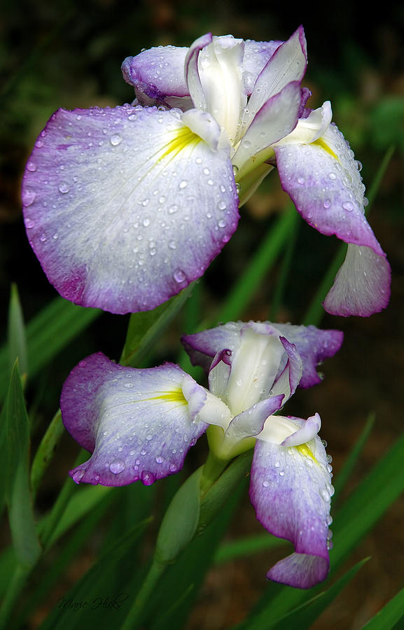 Elegant Purple Iris Photograph by Marie Hicks