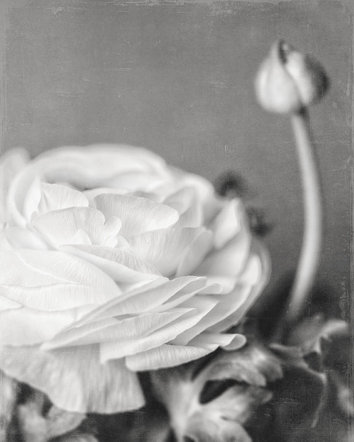 Black And White Photograph - Elegant Ranunculus Flower in Black and White by Lisa R
