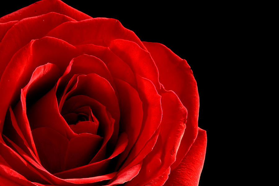 elegant-red-rose-donna-lorello.jpg