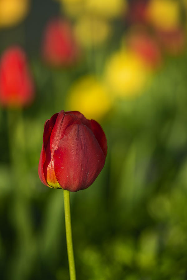 Spring Photograph - Elegant Red Tulip by Vishwanath Bhat