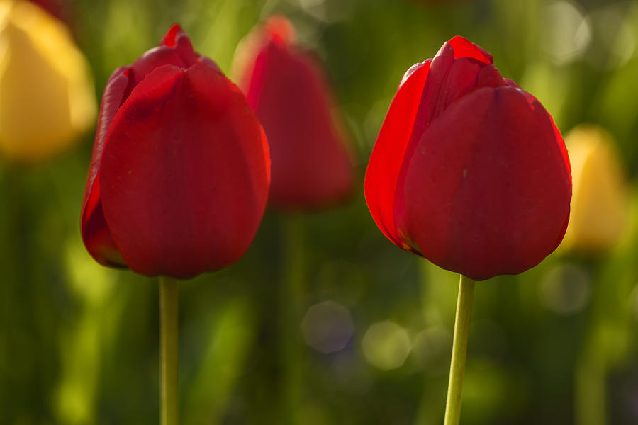 Elegant Red Tulips  Photograph by Vishwanath Bhat
