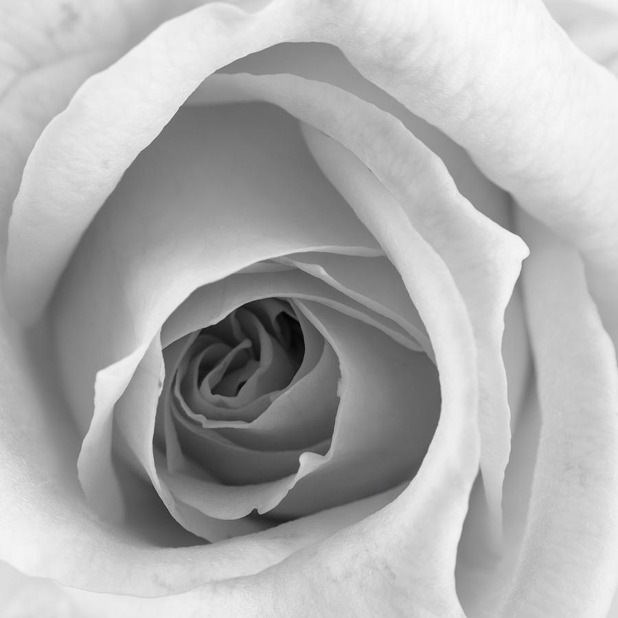 Elegant rose in black and white Photograph by Vishwanath Bhat