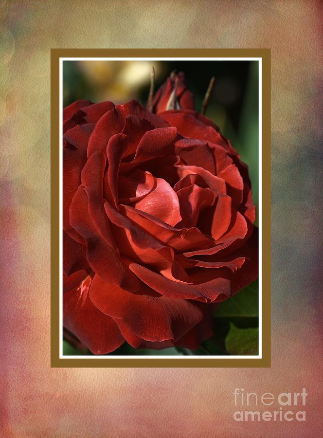Elegant Rose Photograph by Joy Watson