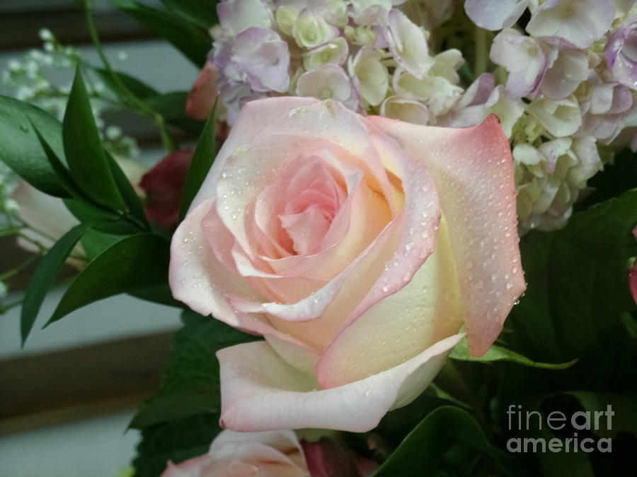 Flower Photograph - Elegant Rose by Renee Barnes