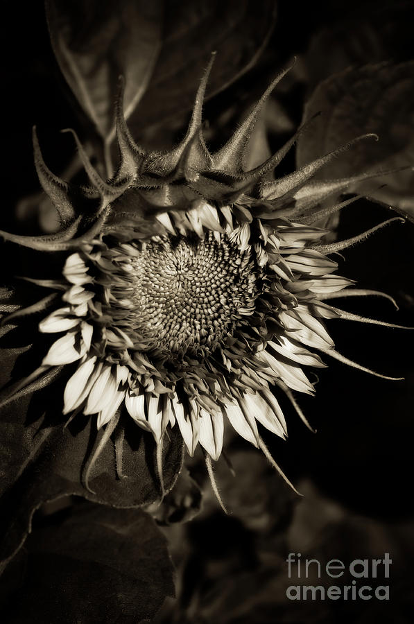 Elegant Sunflower Photograph by Venetta Archer