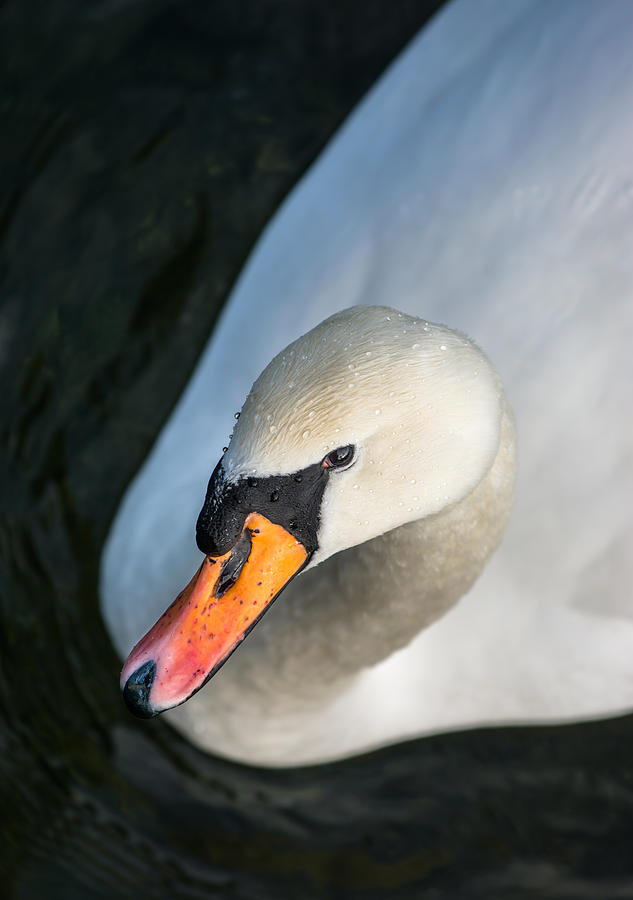 Elegant Swan Photograph by Andreas Berthold