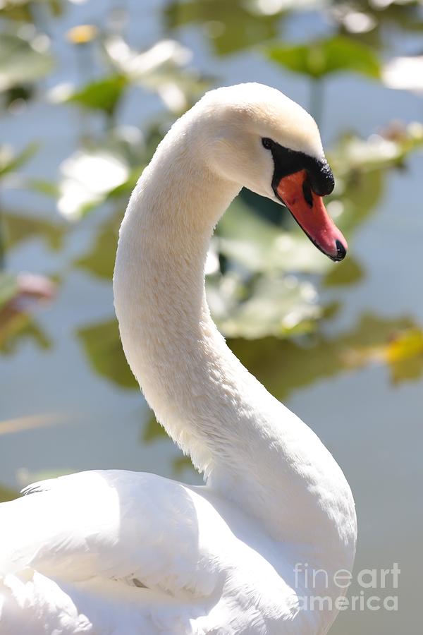 Elegant Swan Photograph by Carol Groenen