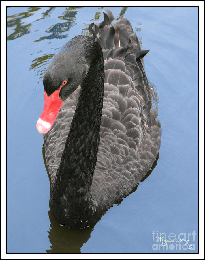 Black Swan #2 Photograph by Mariarosa Rockefeller