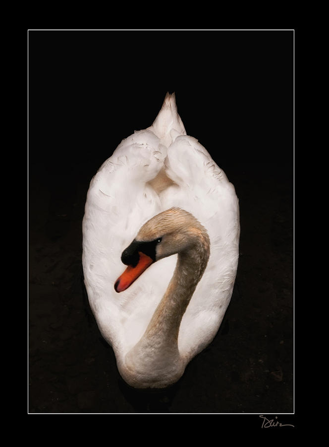Elegant Swan Photograph by Peggy Dietz