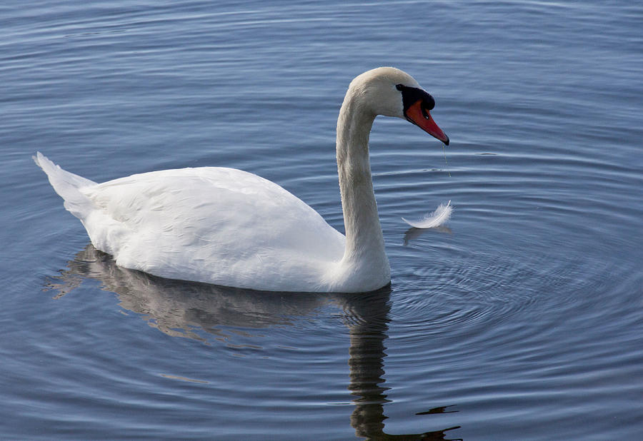 Elegant Swan Photograph by Rosalie Scanlon